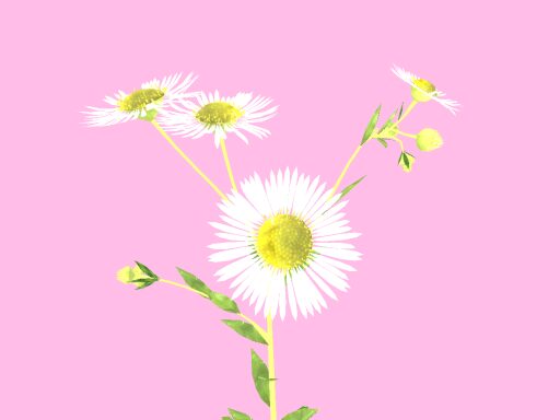 Erigeron annuus