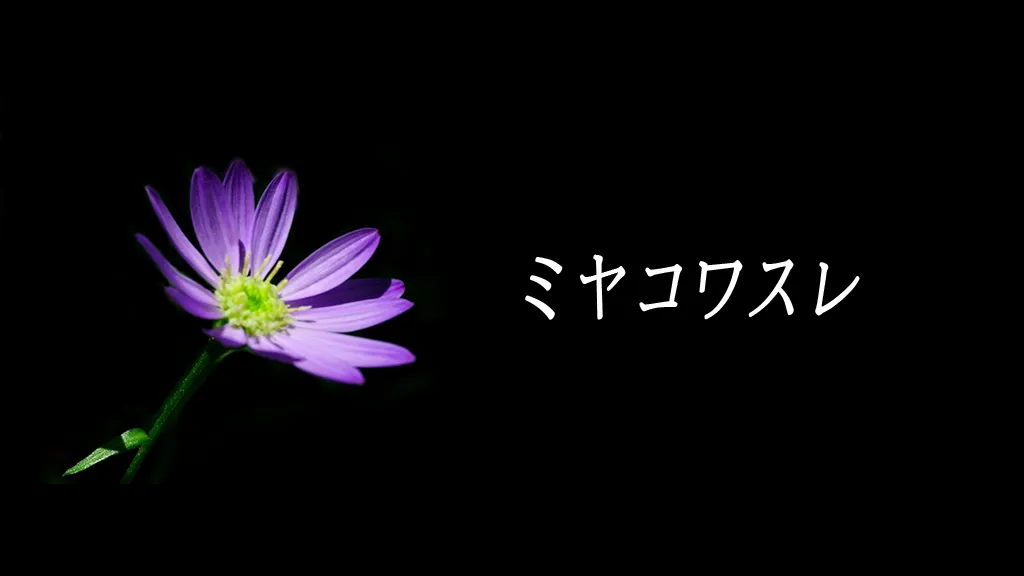 ミヤコワスレ