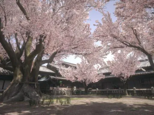 SAKURA hiroba