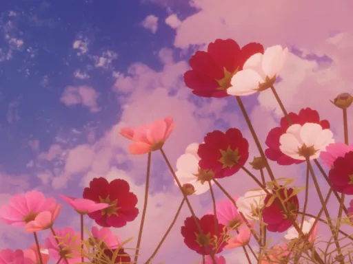 κόσμος(コスモス⁄秋桜)